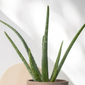 Aloe California