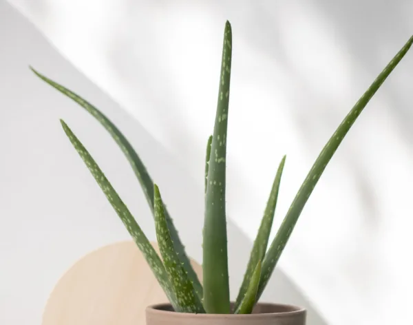 Aloe California
