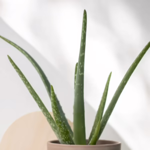 Aloe California