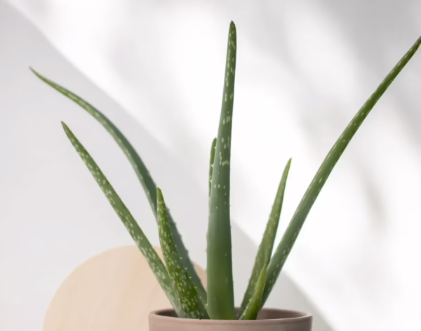 Aloe California