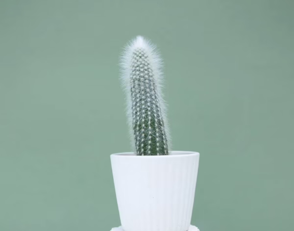 Cleistocactus Strausii